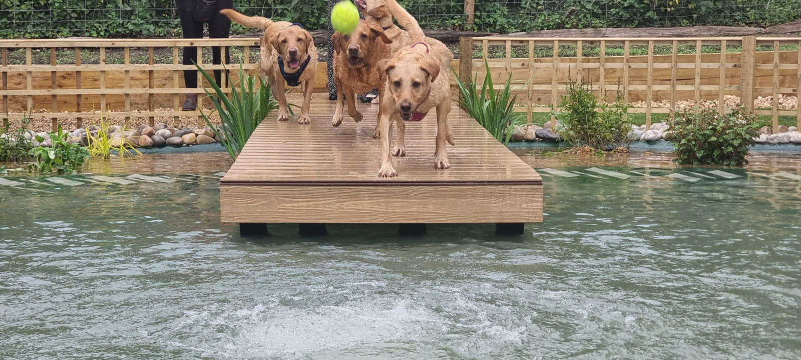 dog pool 