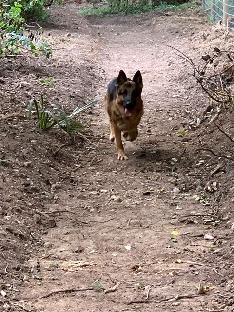 Chichester Secure Dog Activity Park Nature Trail
