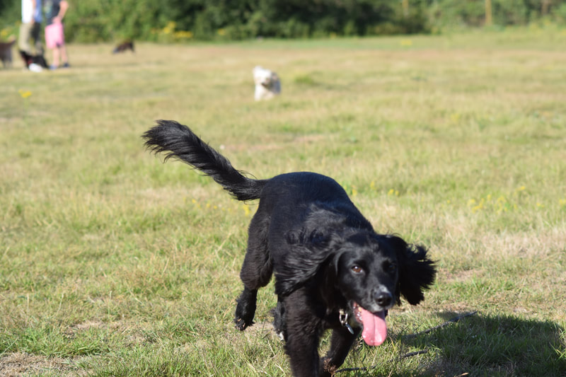 Chichester Secure Dog Activity Park