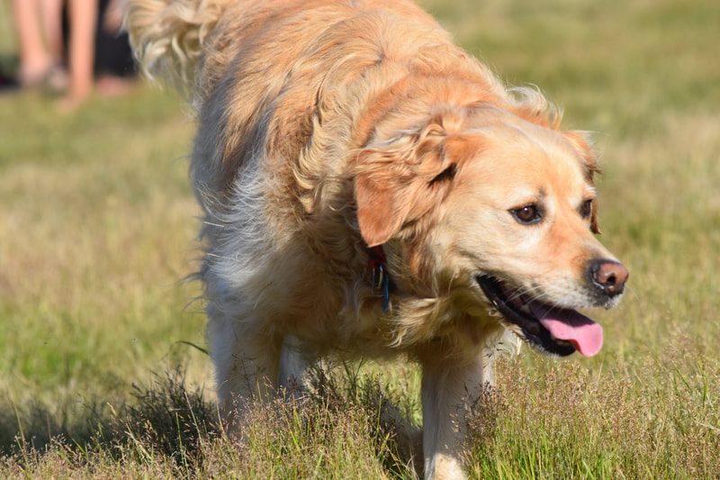 Chichester Secure Dog Activity Park