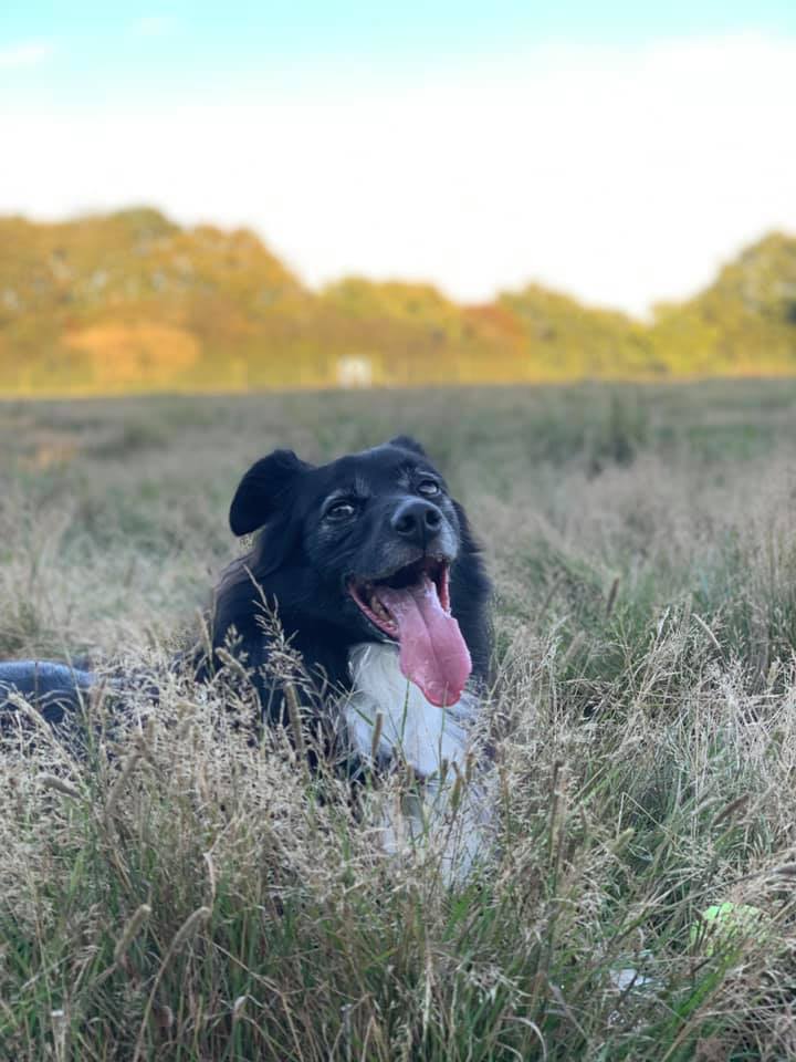 rent a field for dogs near me