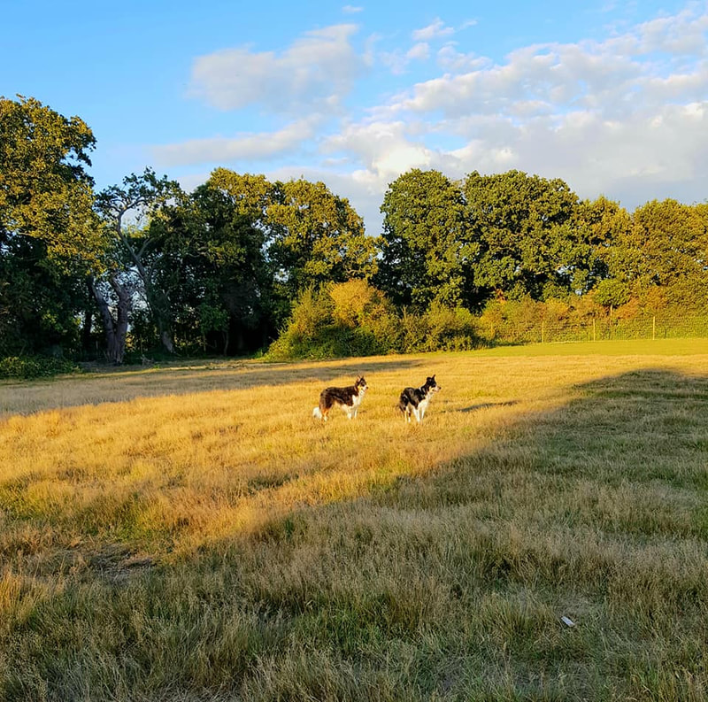 rent a field for dogs near me